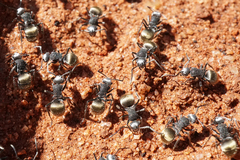 Polyrhachis senilis