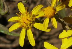 Senecio myriocephalus