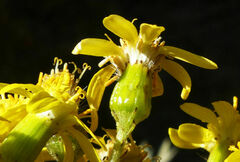 Senecio myriocephalus