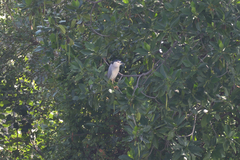 Nycticorax nycticorax nycticorax