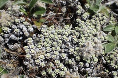 Raoulia parkii