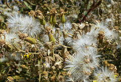 Senecio myriocephalus
