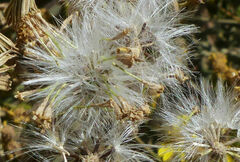 Senecio myriocephalus