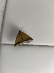 Coremagnatha orionalis