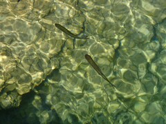 Squalius cephalus