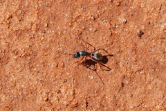 Myrmophyma