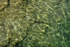 Squalius cephalus