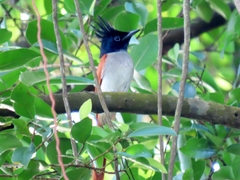 Terpsiphone paradisi