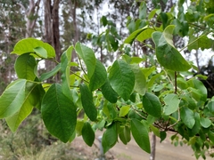 Bridelia leichhardtii