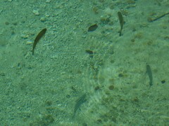 Squalius cephalus