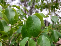 Bridelia leichhardtii