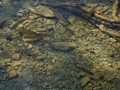 Squalius cephalus