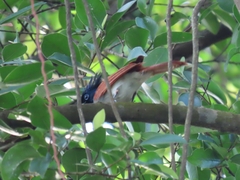 Terpsiphone paradisi