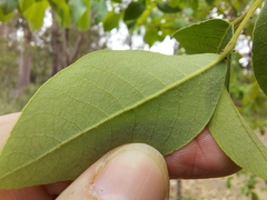 Bridelia leichhardtii