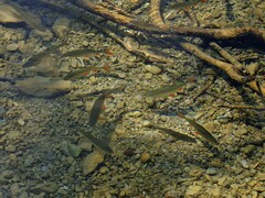 Squalius cephalus