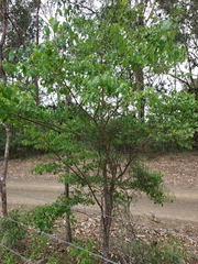 Bridelia leichhardtii