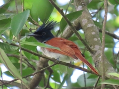 Terpsiphone paradisi