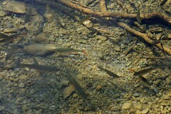 Squalius cephalus