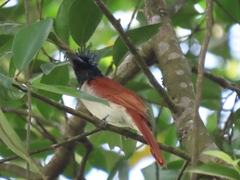 Terpsiphone paradisi