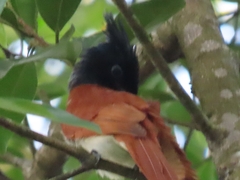 Terpsiphone paradisi