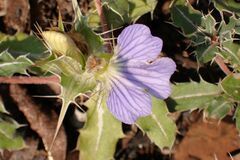 Blepharis subvolubilis