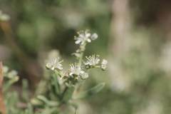 Nitraria billardierei