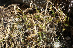 Stellaria gracilenta