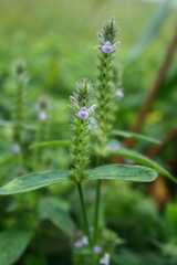 Rungia repens