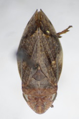 Lepyronia quadrangularis
