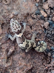 Cyrtodactylus collegalensis