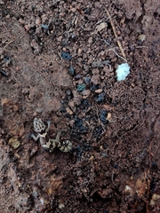 Cyrtodactylus collegalensis