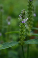 Rungia repens