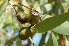 Corymbia