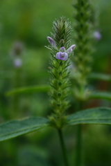 Rungia repens