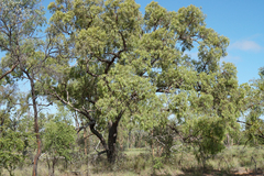 Corymbia