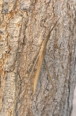 Acrida turrita