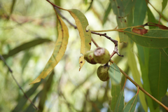 Corymbia