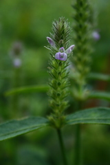 Rungia repens