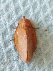 Gastropacha quercifolia