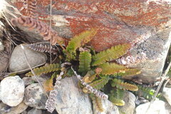 Blechnum penna-marina