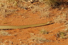 Pseudechis australis