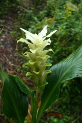 Curcuma