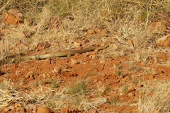 Pseudechis australis