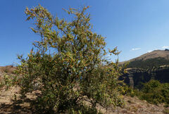 Buddleja polystachya