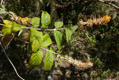 Buddleja polystachya