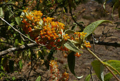 Buddleja polystachya