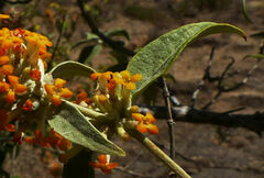 Buddleja polystachya
