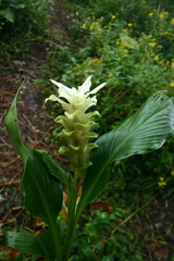 Curcuma
