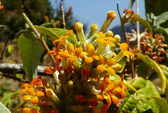 Buddleja polystachya