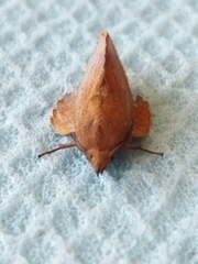 Gastropacha quercifolia